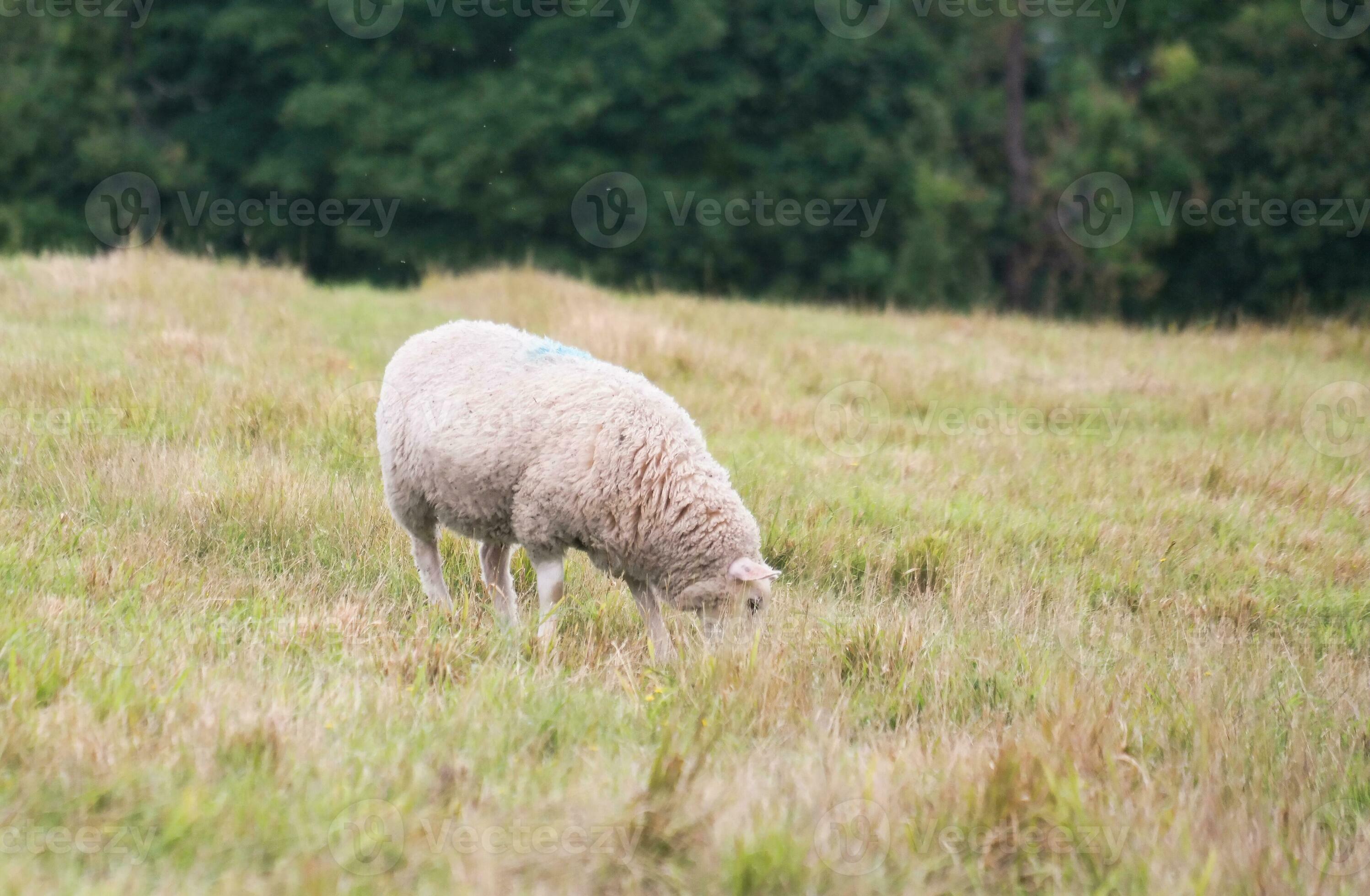 Beautiful Low Angle View of British Lamb and Sheep Farms at Upper