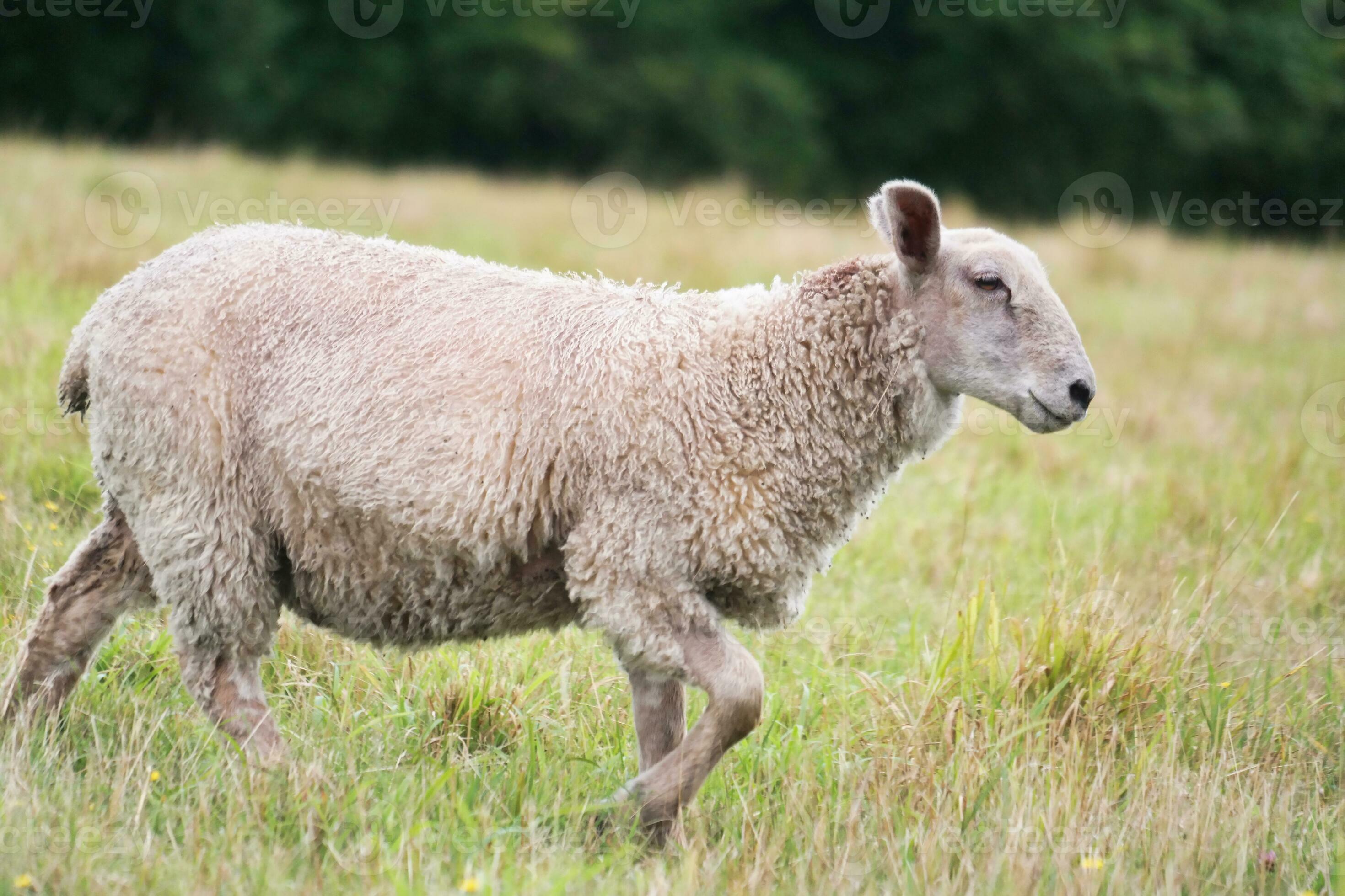 Beautiful Low Angle View of British Lamb and Sheep Farms at Upper