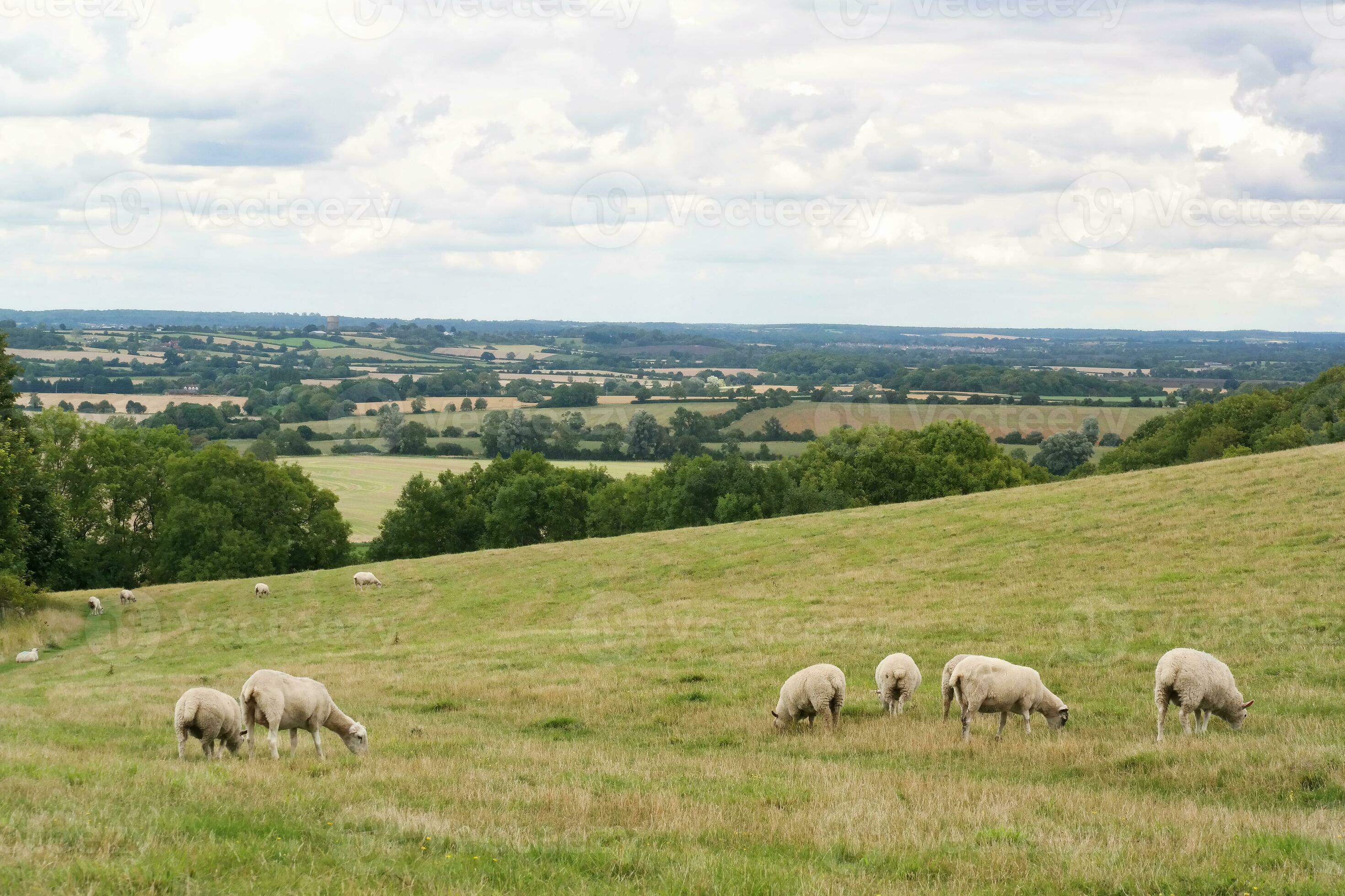 Beautiful Low Angle View of British Lamb and Sheep Farms at Upper