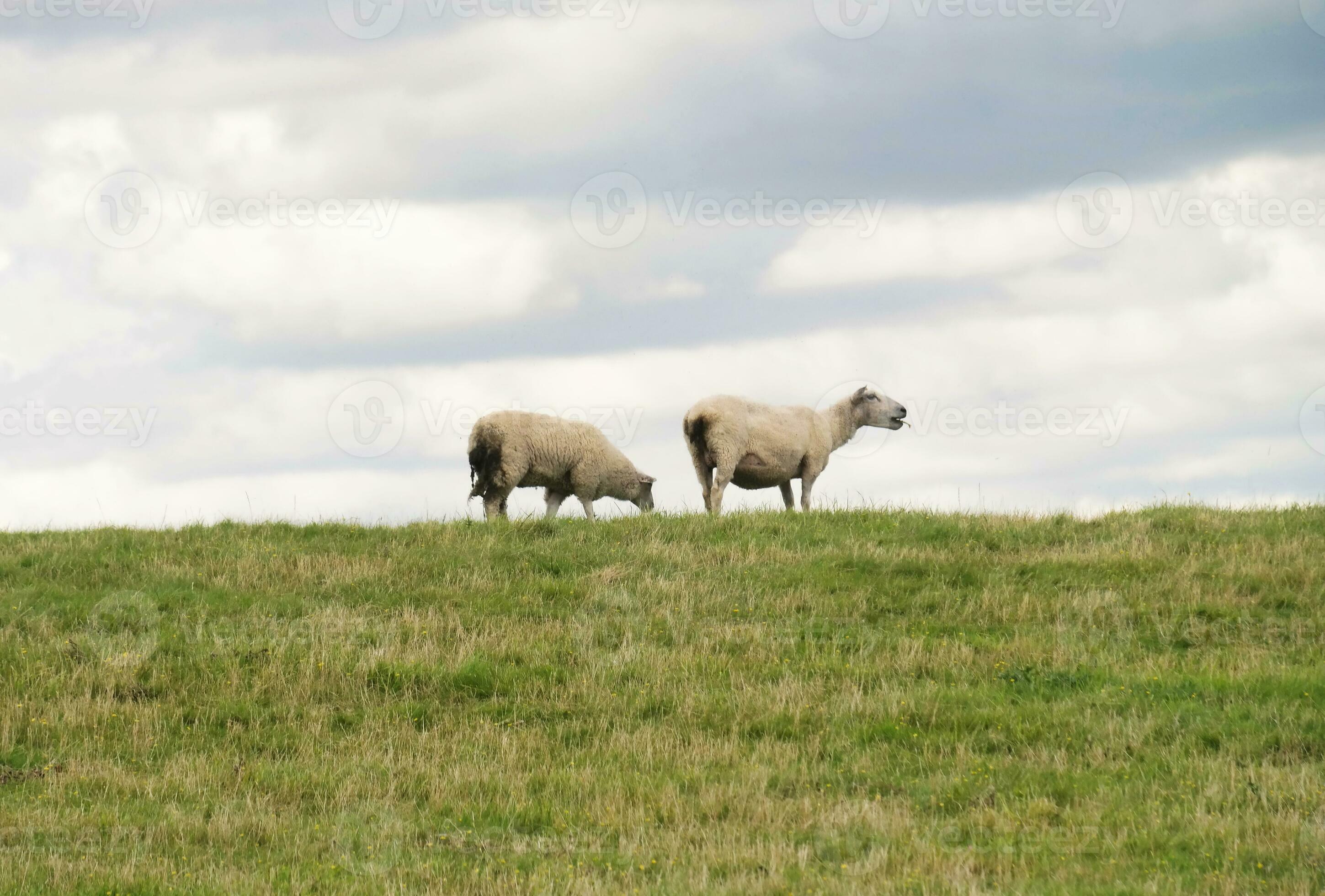 Beautiful Low Angle View of British Lamb and Sheep Farms at Upper