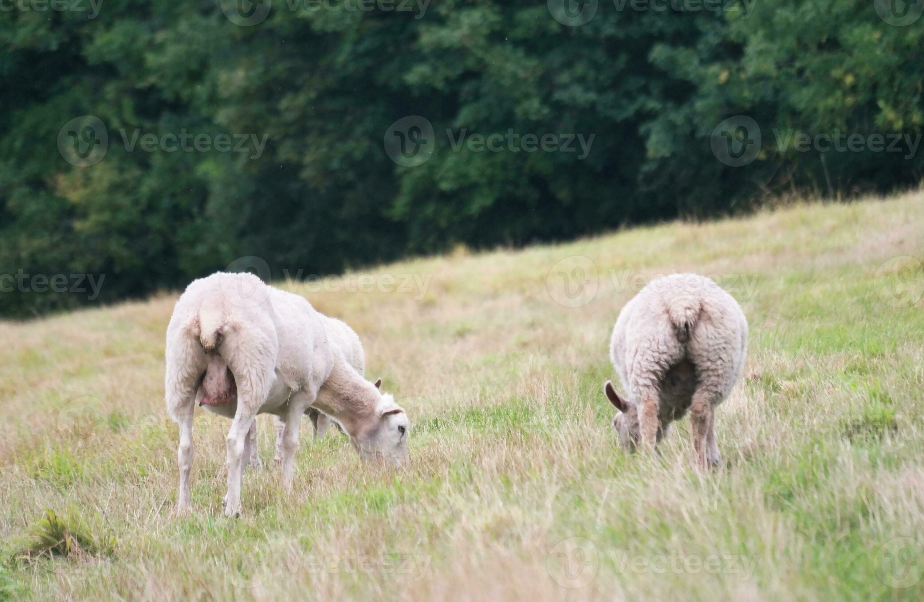Beautiful Low Angle View of British Lamb and Sheep Farms at Upper