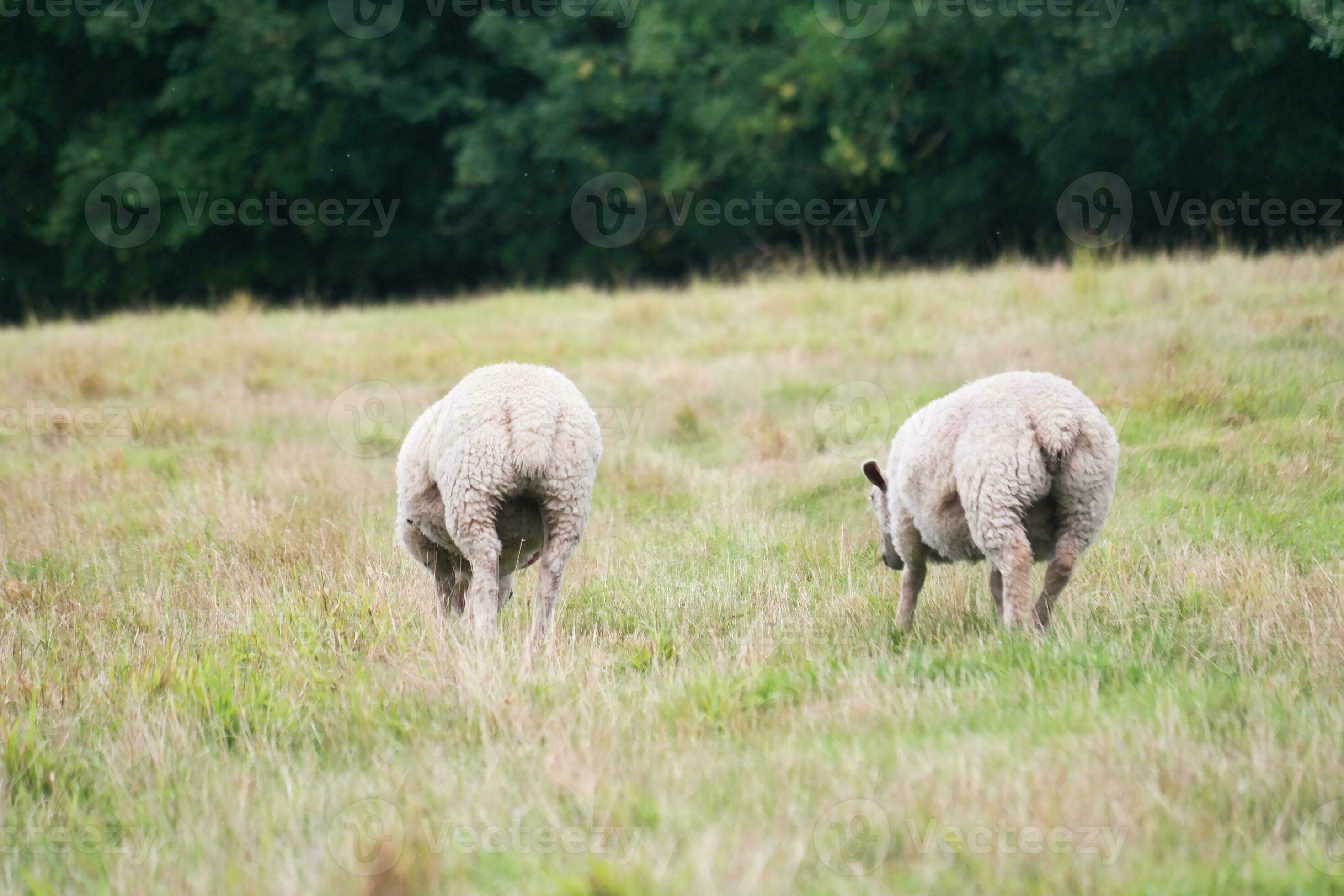 Beautiful Low Angle View of British Lamb and Sheep Farms at Upper
