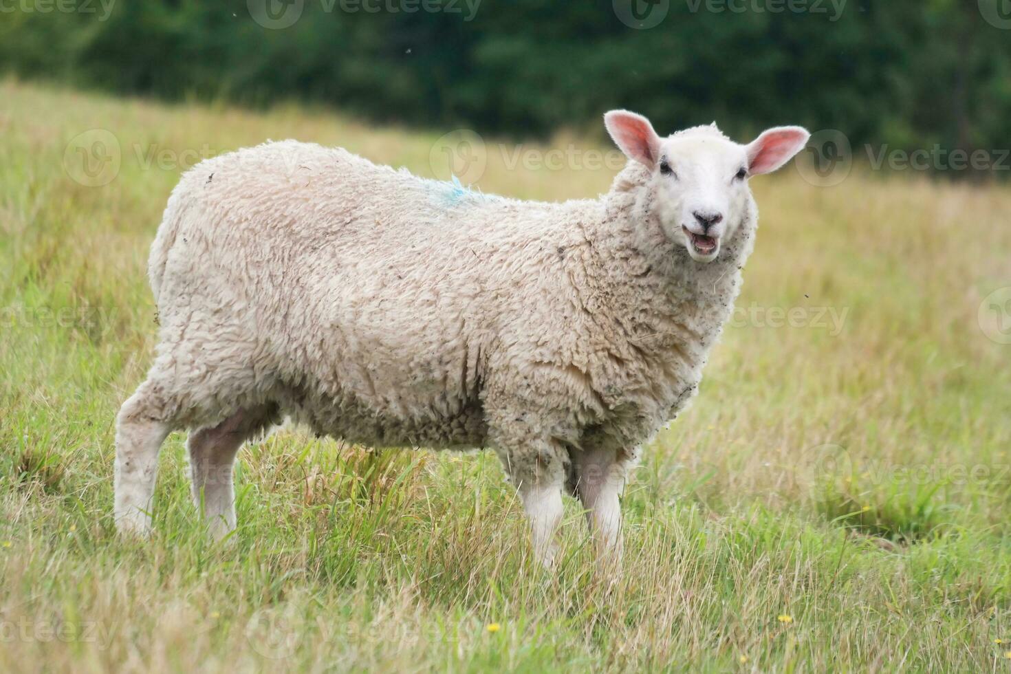 Beautiful Low Angle View of British Lamb and Sheep Farms at Upper