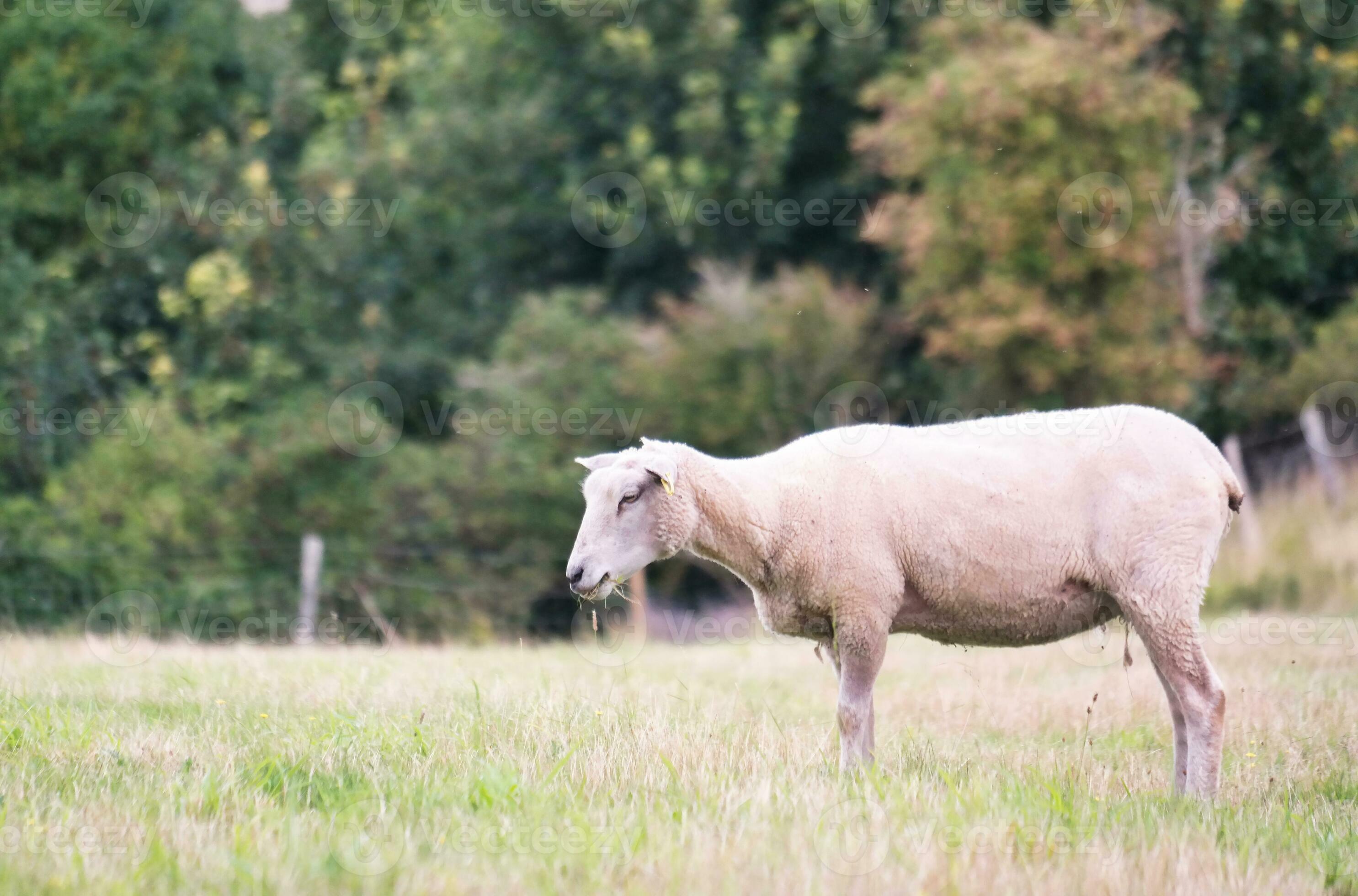 Beautiful Low Angle View of British Lamb and Sheep Farms at Upper