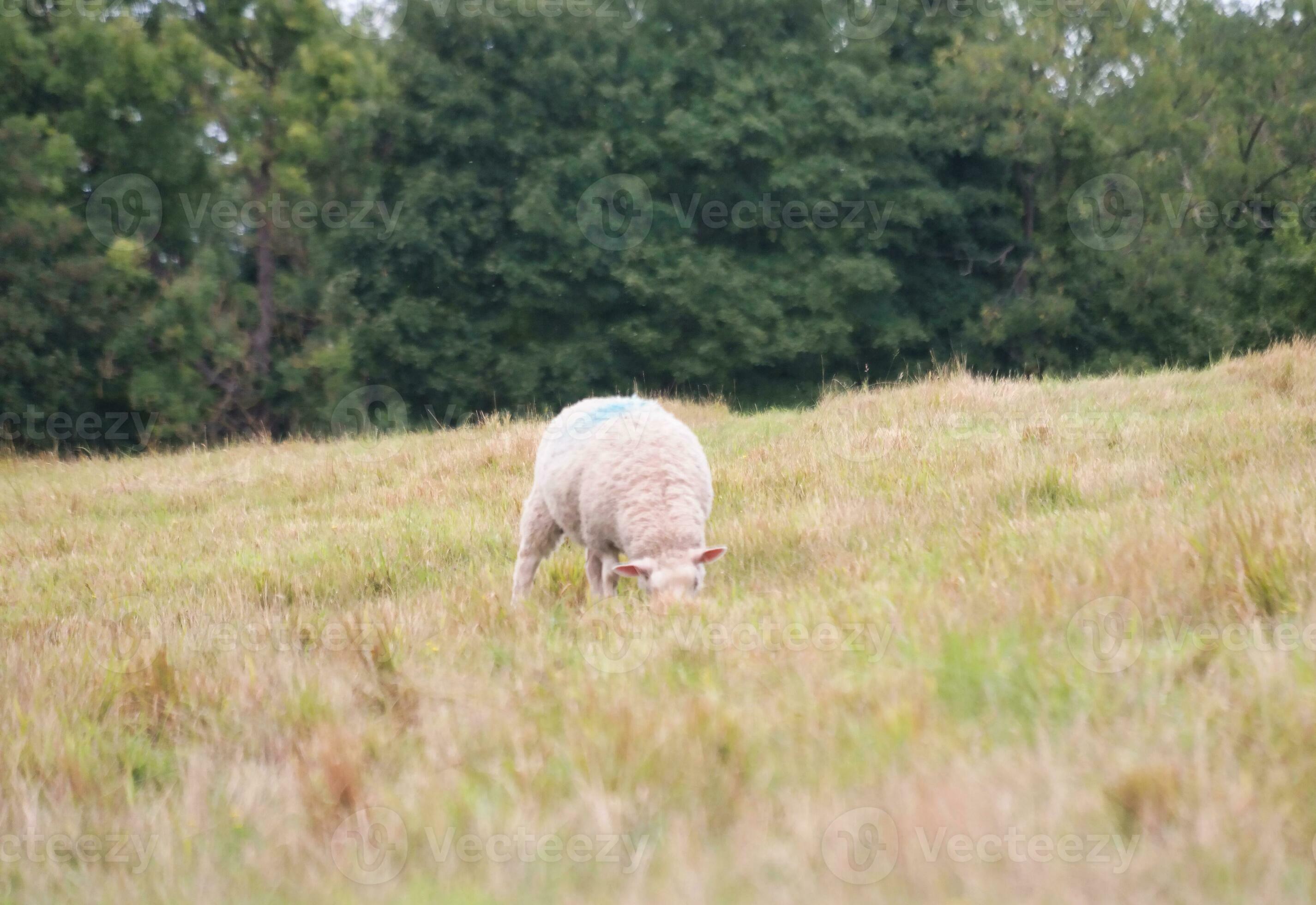 Beautiful Low Angle View of British Lamb and Sheep Farms at Upper