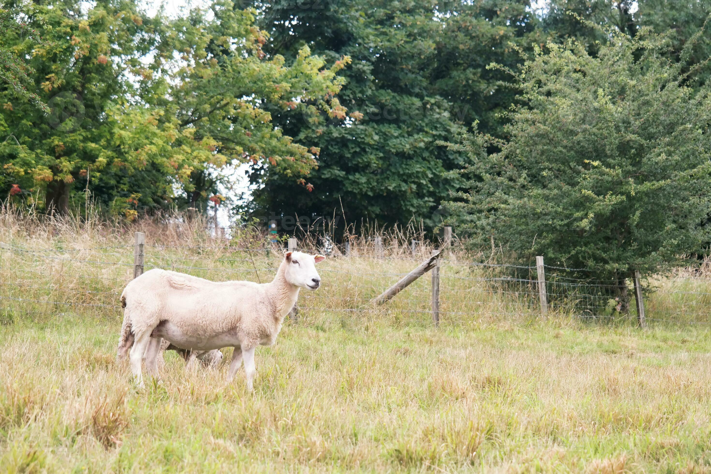 Beautiful Low Angle View of British Lamb and Sheep Farms at Upper