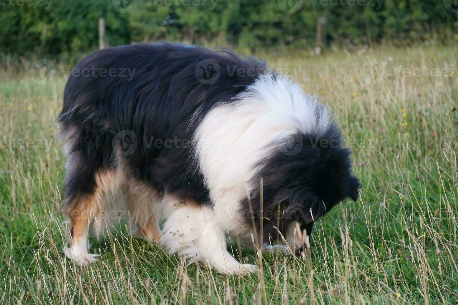 negro y blanco perro con largo pelos en noche caminar a campo de Inglaterra Reino Unido foto