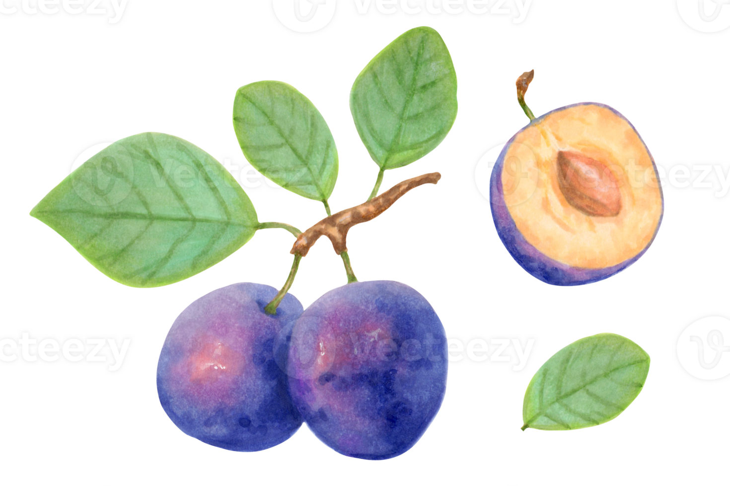 Plum fruits. Purple realistic branch of whole and half plum fruits with leaves. Delicious botanical illustration. Hand-drawn illustration with markers and watercolors. png