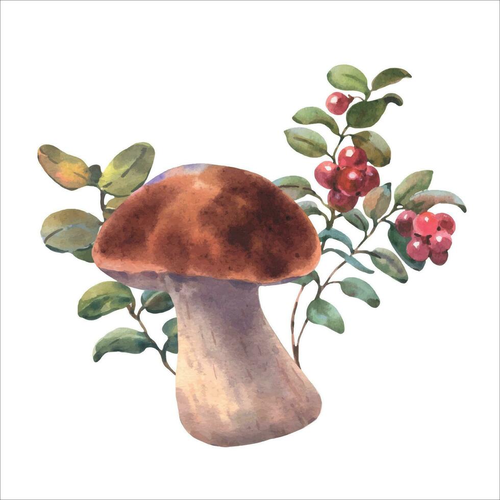 Mushrooms forest boletus with grass and lingonberries. Watercolor illustration, hand drawn, vector