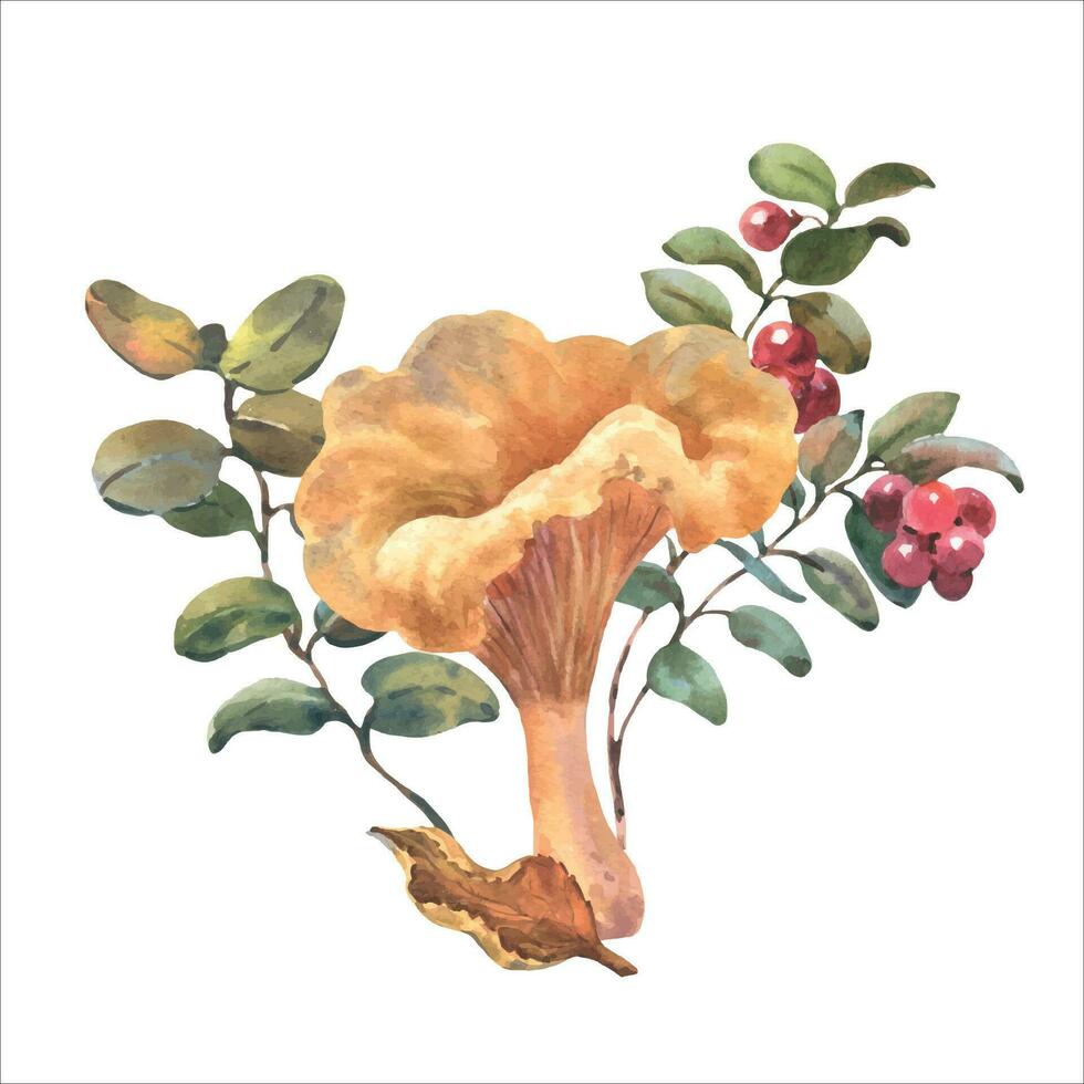Forest chanterelle mushroom with Cranberry bushes and autumn leaf. Watercolor hand drawn illustration. vector