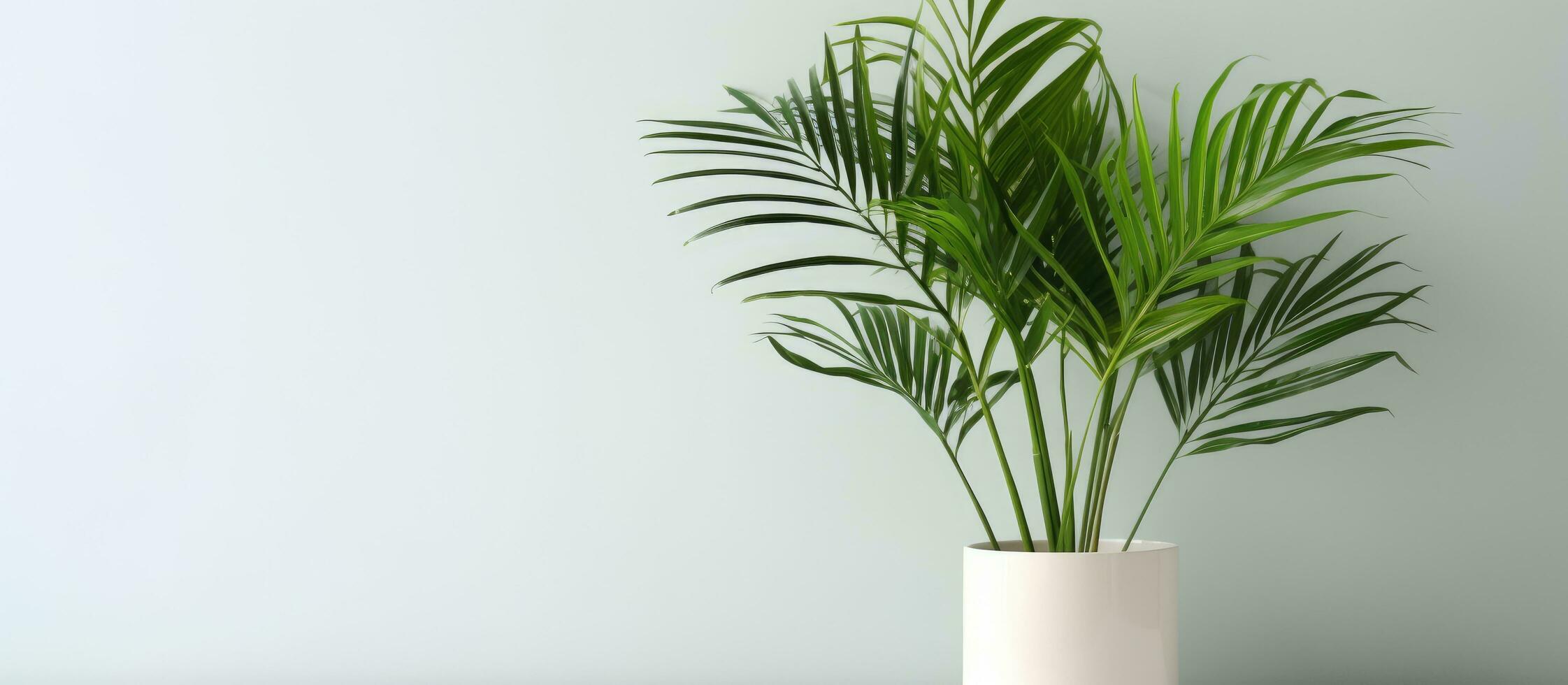 Minimal tropical houseplant home decor Kentia or Areca palm against white wall Palm tree in pot isolated on white background Home gardening love of houseplants photo