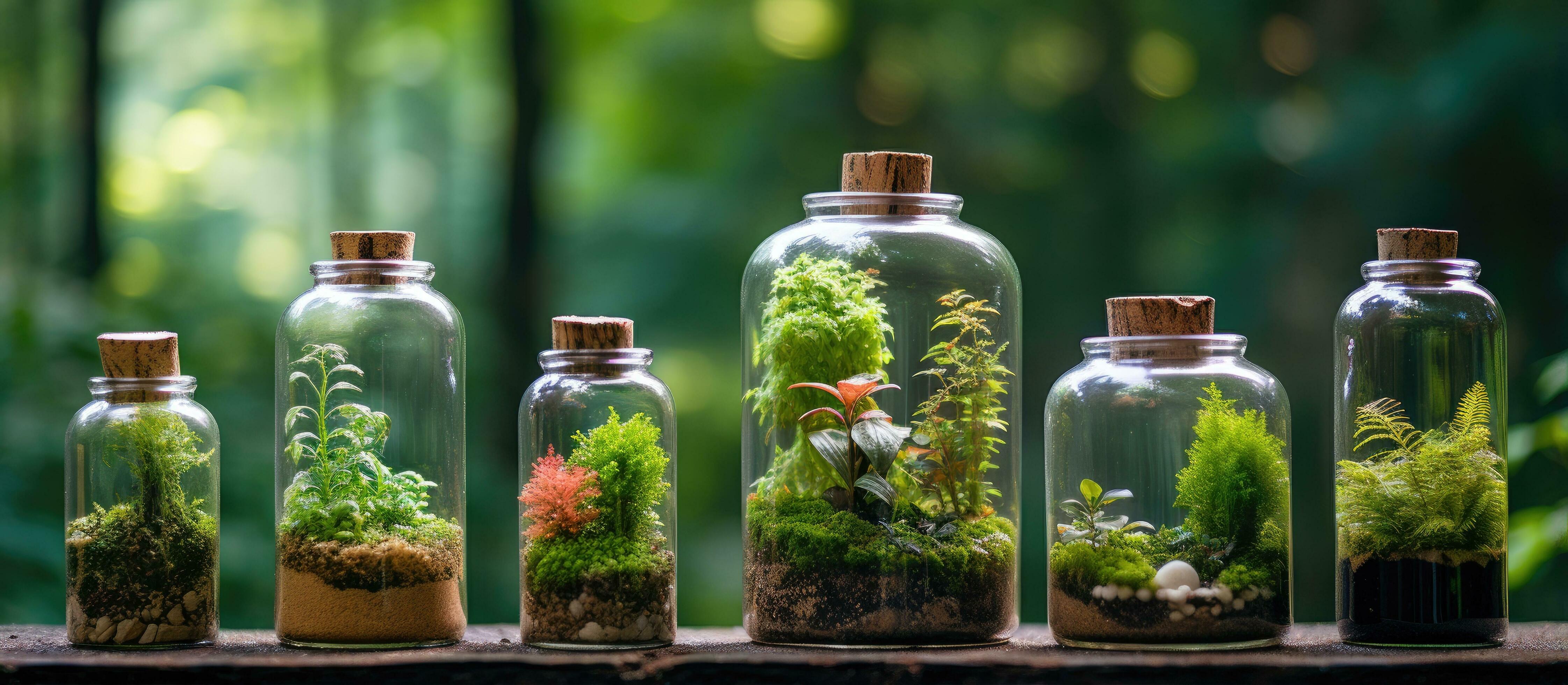 Terrarium jars with miniature forest ecosystems promoting earth