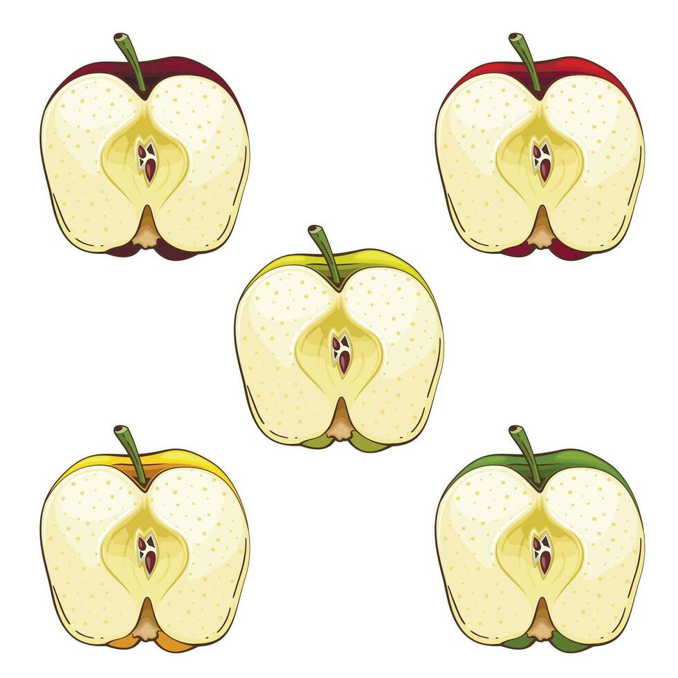 Apple isolated vector illustration. Fruits colorful illustrations isolated on white background.  Fruit collection.
