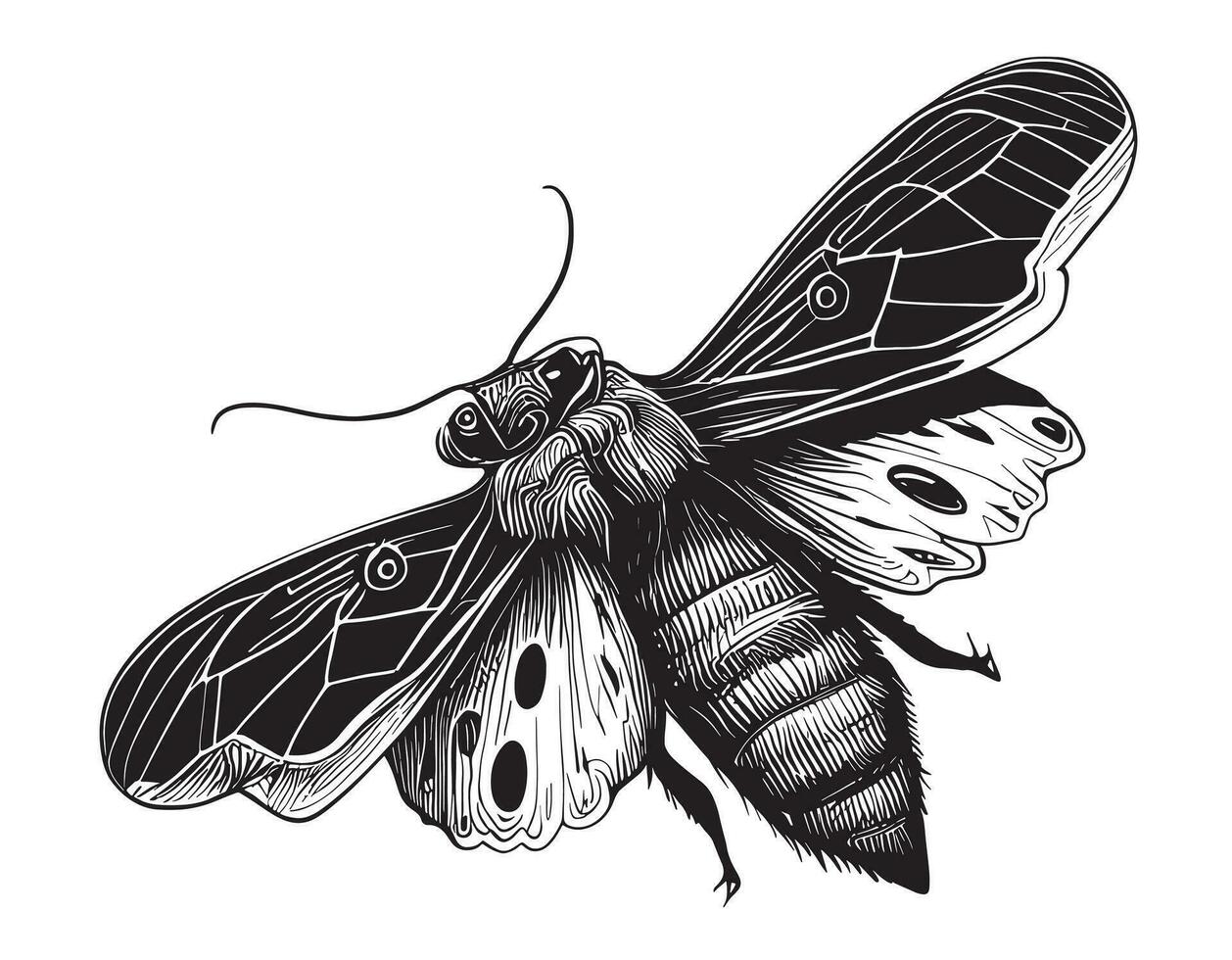 Moth simple insect hand drawn sketch Vector illustration