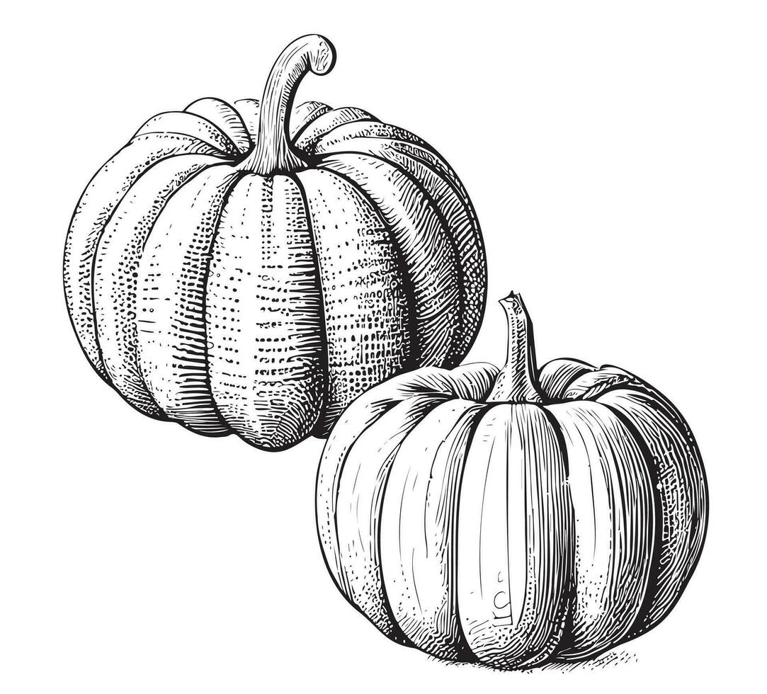 calabaza bosquejo mano dibujado vector ilustraciónverduras