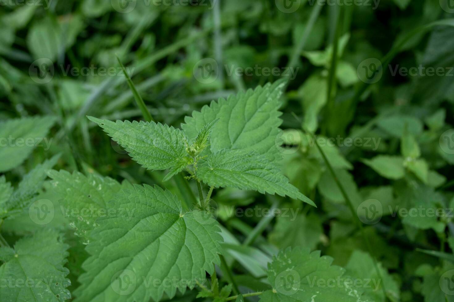 verde ortiga creciente en el prado, de cerca. foto