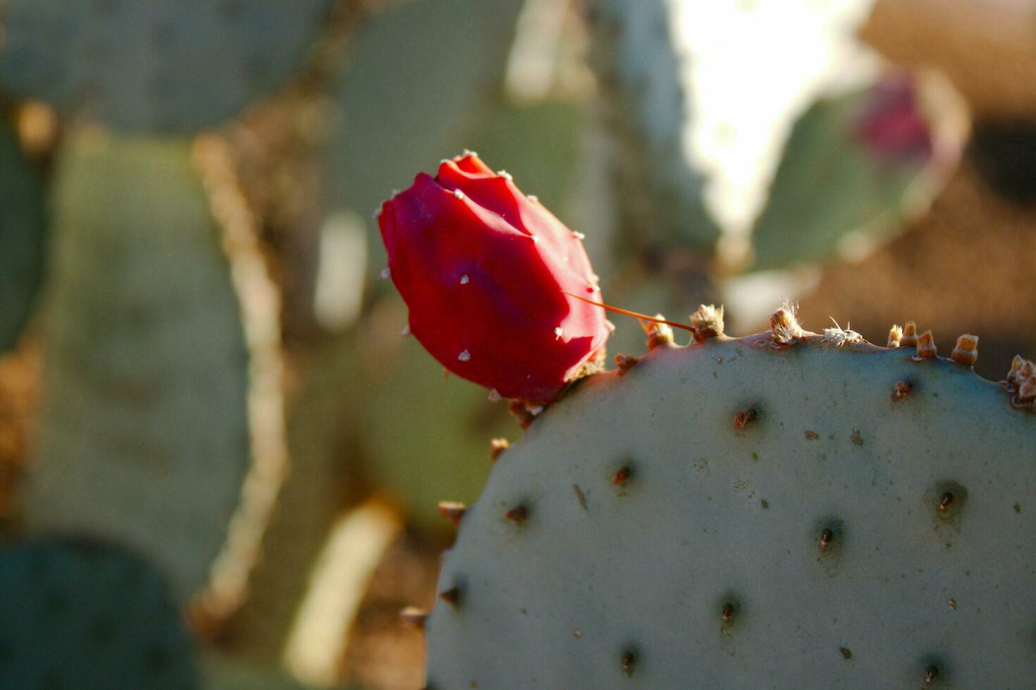Prickly Pear Fruit photo