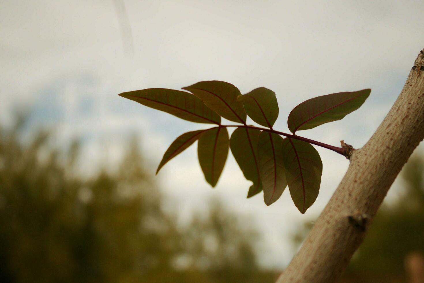 First leaves of Spring photo