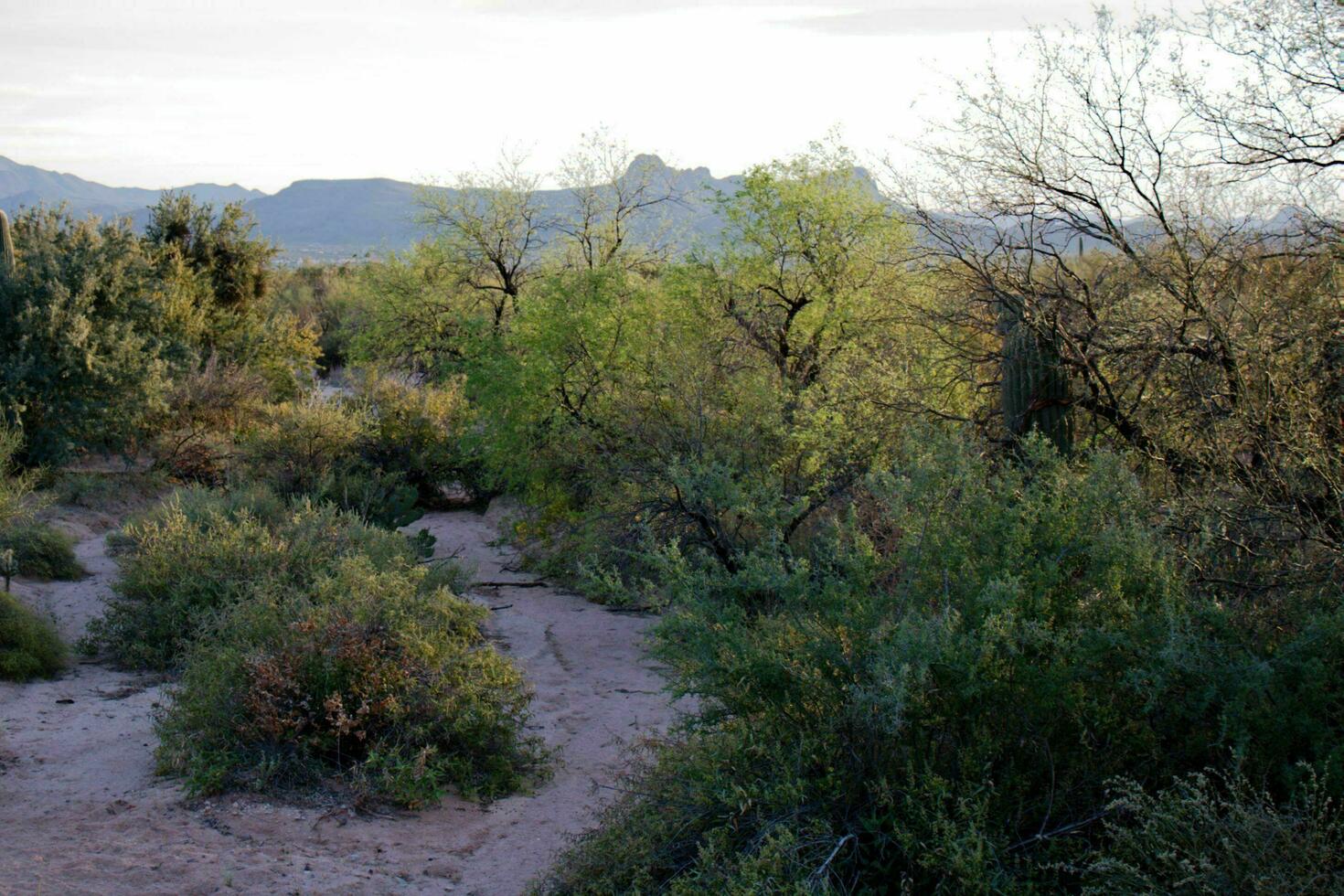 A Path Through the Desert photo