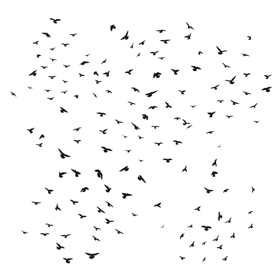 Sketch drawing of a silhouette of a flock of birds flying forward, cling together. Takeoff, flying, flight, flutter, hover, soaring, landing vector