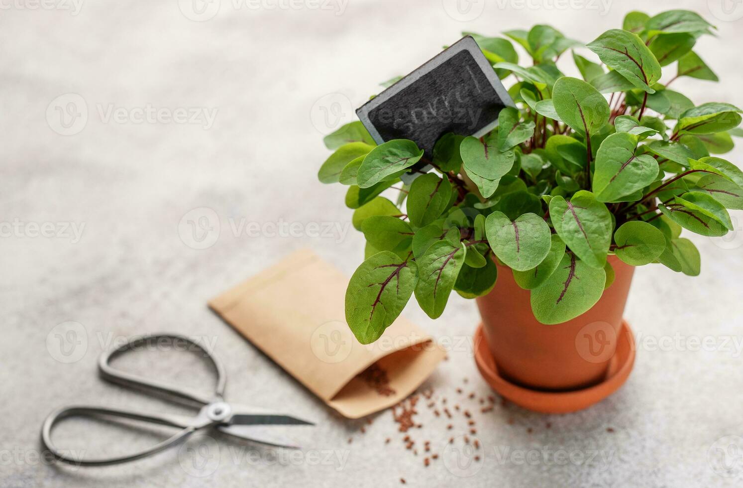 un maceta con Fresco Alazán microgreens foto