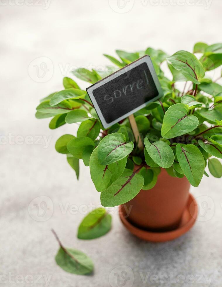 A pot with fresh sorrel microgreens photo