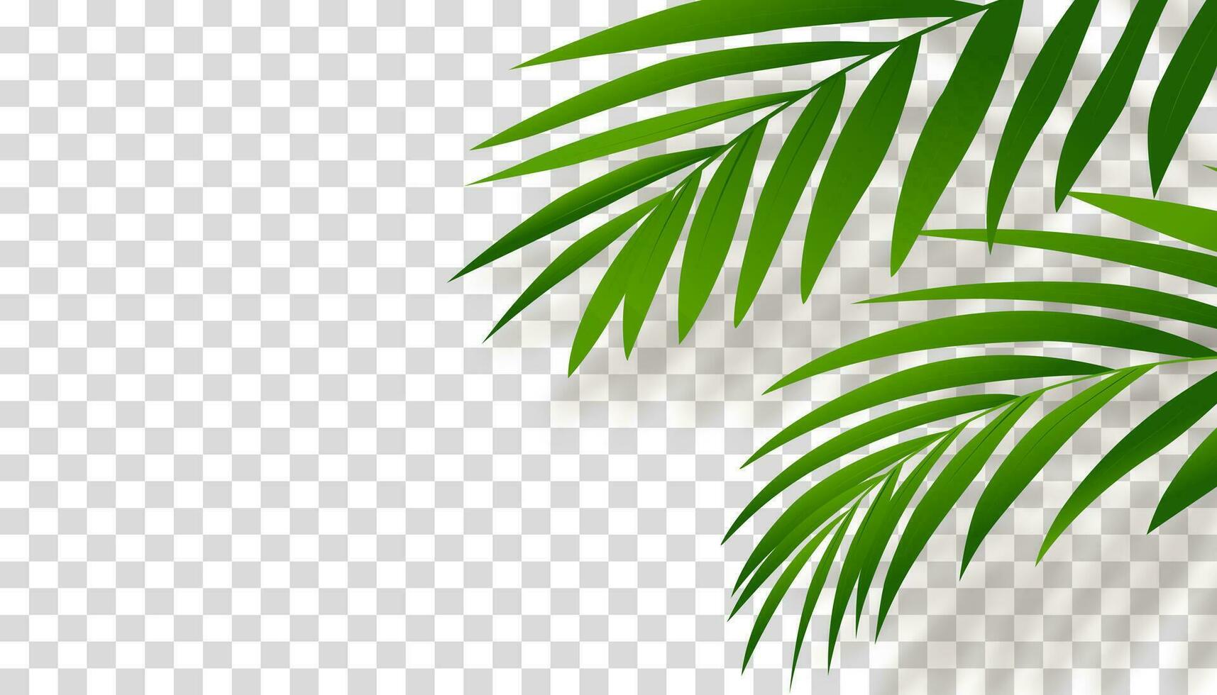 Green Palm Leaves with Shadow silhouette , Tropical Coconut Leaf Overlay on wall,Vector Element object decoration for Spring,Summer banner or card vector