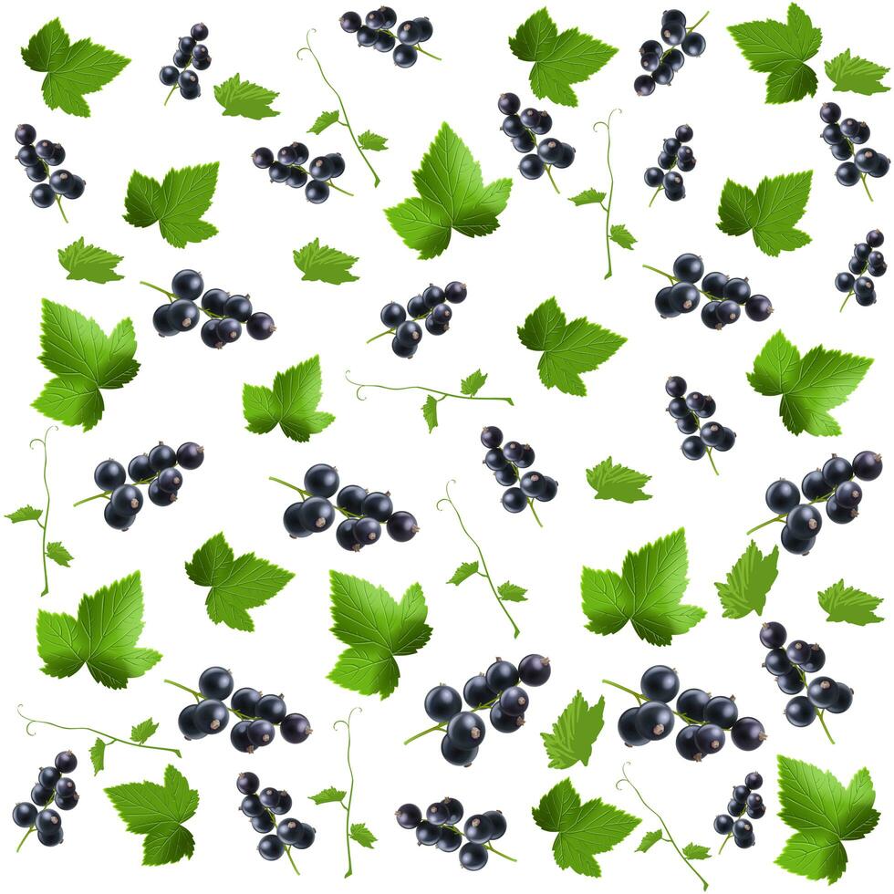 black currant seamless patterns photo