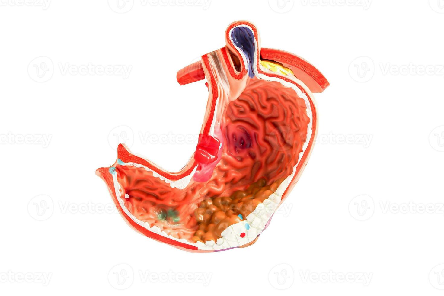 Stomach model isolated on white background with clipping path, anatomy model for study diagnosis and treatment in hospital. photo