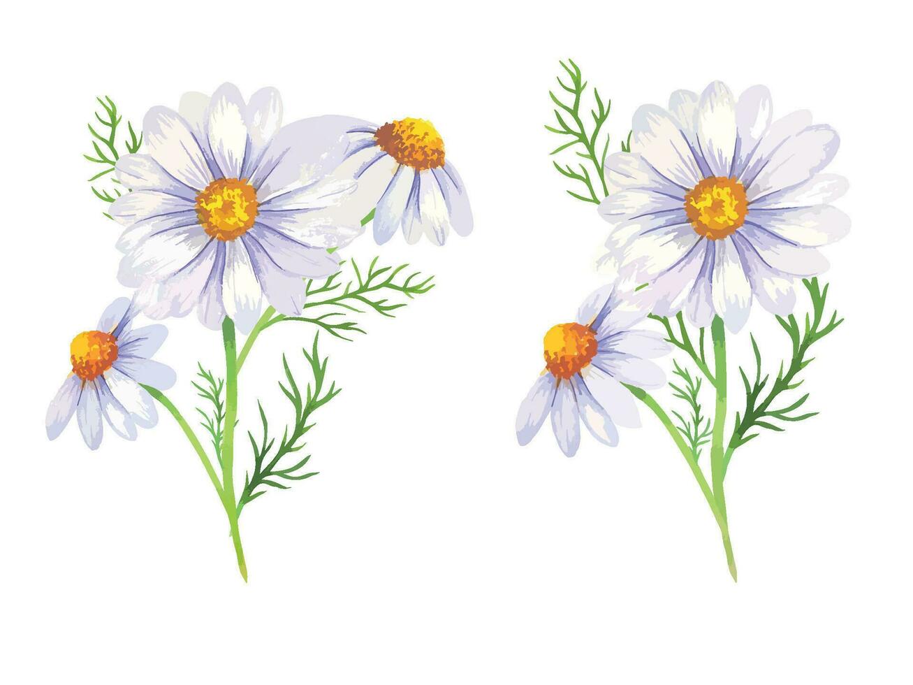 Daisy Watercolor Illustration. Chamomile Bouquet vector
