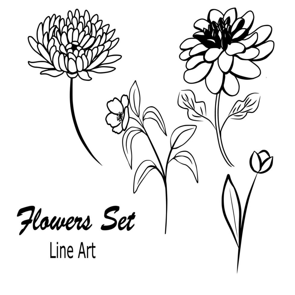 Hand Drawn Flower Collection. Chrysanthenum, Tulip, Dahlia, Rose Line Drawing vector