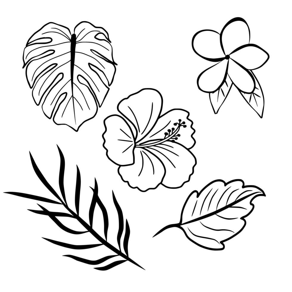 Tropical Leaves And Flowers Line Drawing. Vector Of Monstera, Palm Leaf, Hibiscus, Plumeria