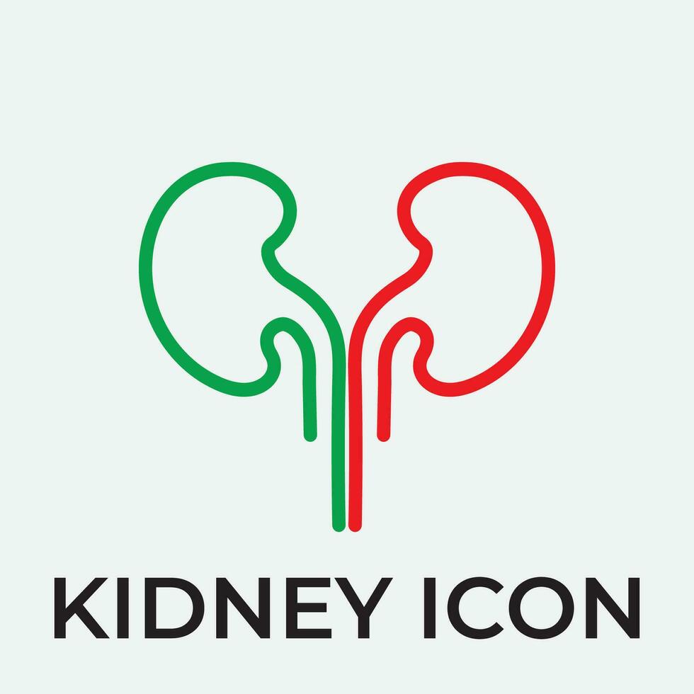 kidney vector illusrtation