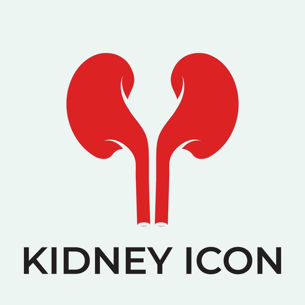 kidney vector illusrtation