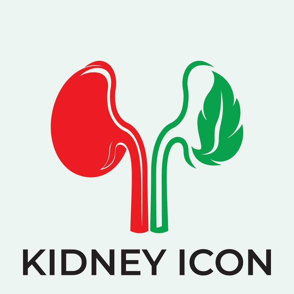 kidney vector illusrtation