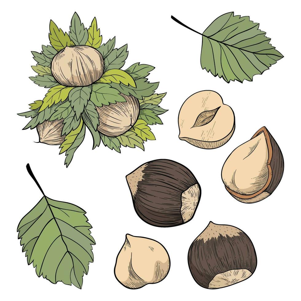 Set of hazelnuts, kernels, shells and leaves with color. For packaging or labels snacks and bars with hazelnut vector