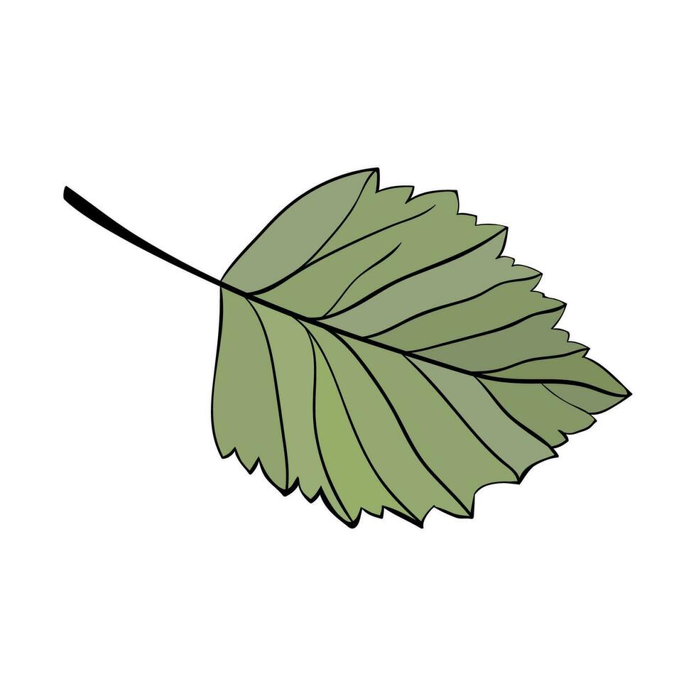 Hazelnut one simple green leaf. Forest icon lined vector