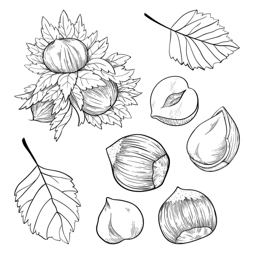 Set of hazelnuts, kernels, shells and leaves. For packaging or labels snacks and bars with hazelnut vector