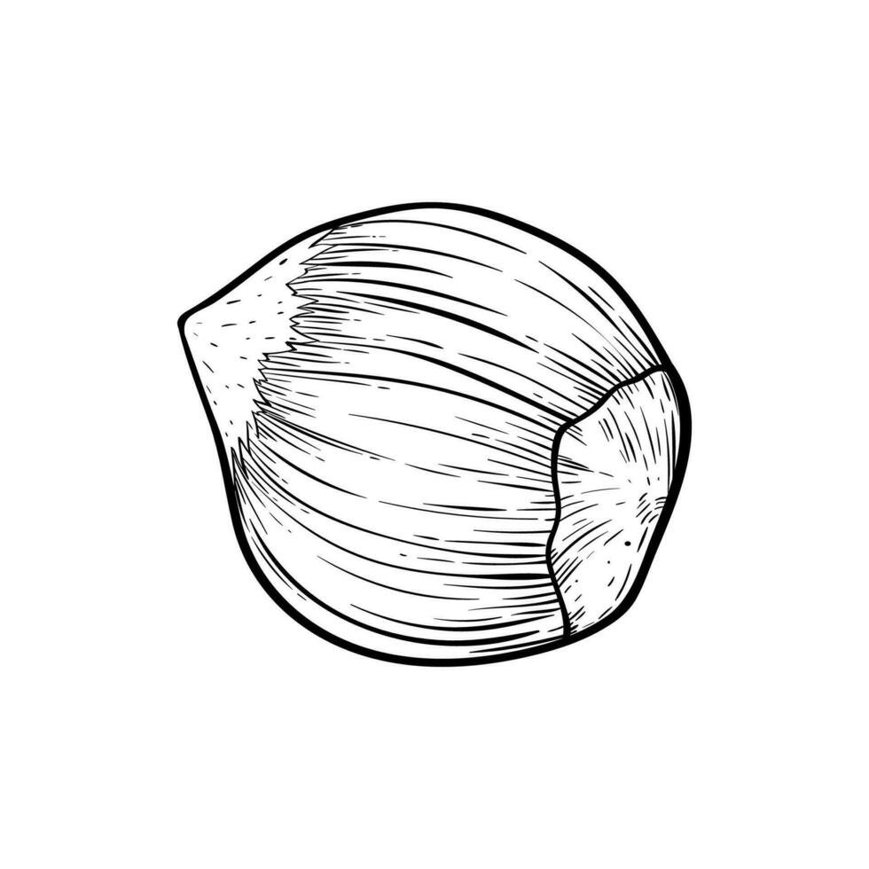 Hazelnut one simple icon in sketch style. Hatched nuts for packaging or labels vector