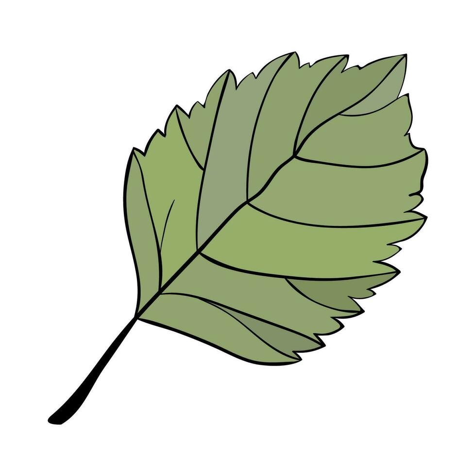 Hazelnut leaf. Simple icon of green leaves. vector