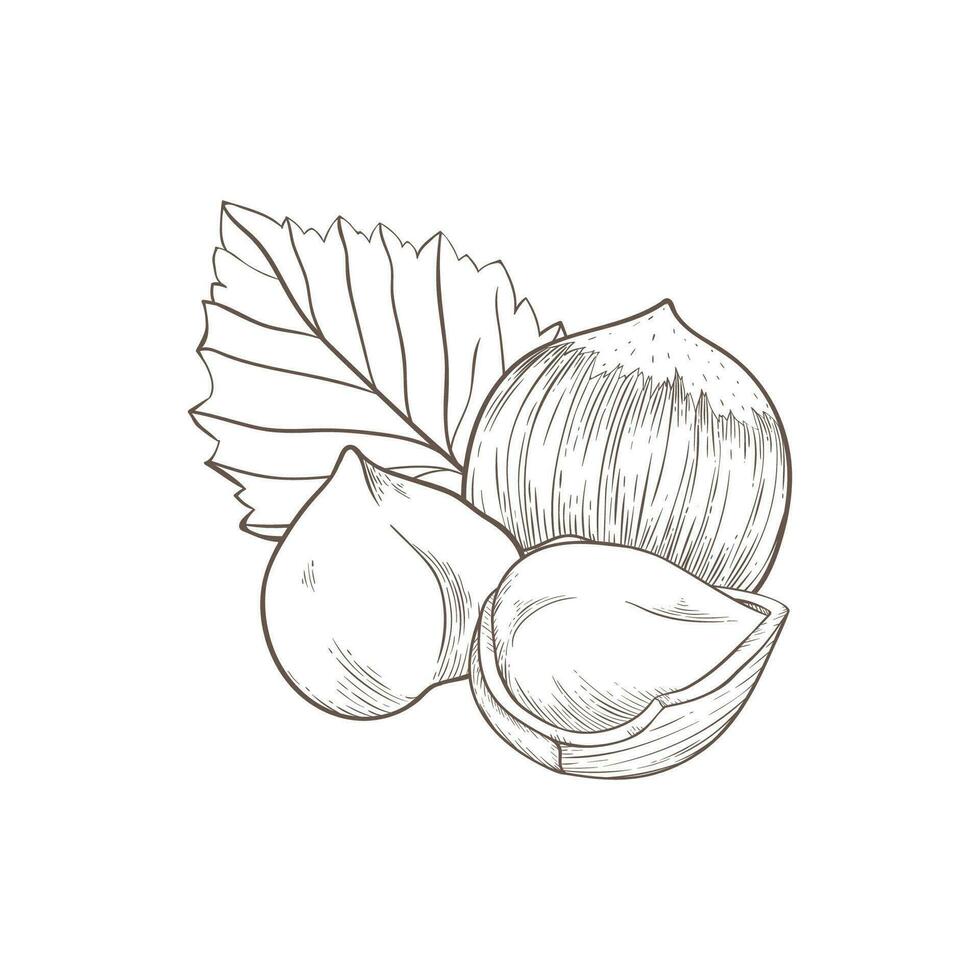 Hazelnut icon several fruit nuts and leaves and kernels. composition of hazelnuts, organic product vector