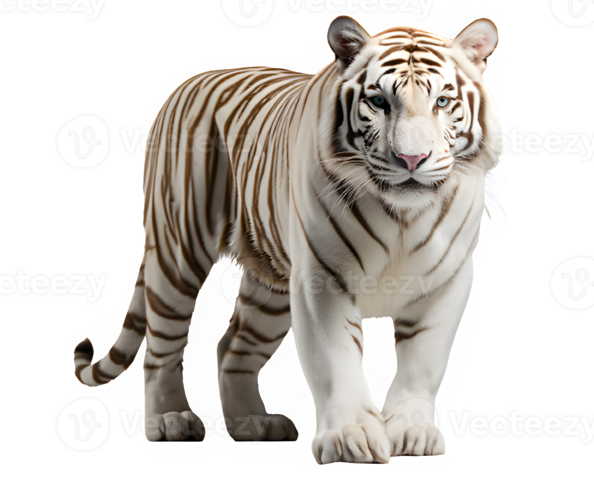 white tiger isolated on transparent background ,white tiger side view cut out ,generative ai png