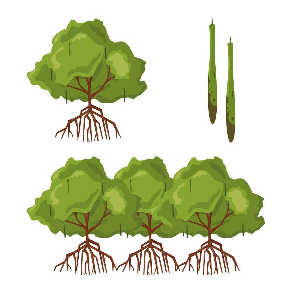 Illustration vector graphic of rhizophora and propagule