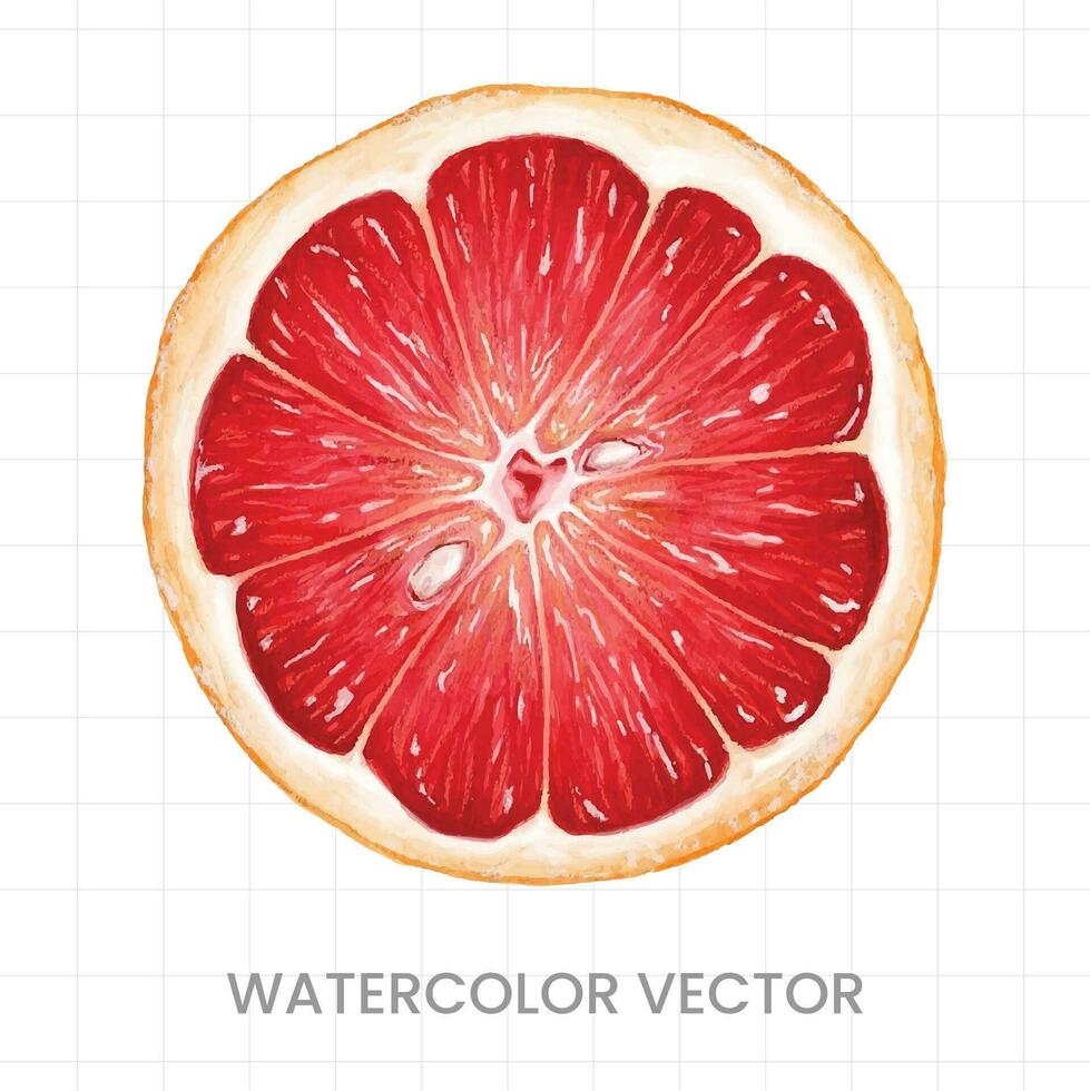 Lemon slices painted in watercolor on a white background vector