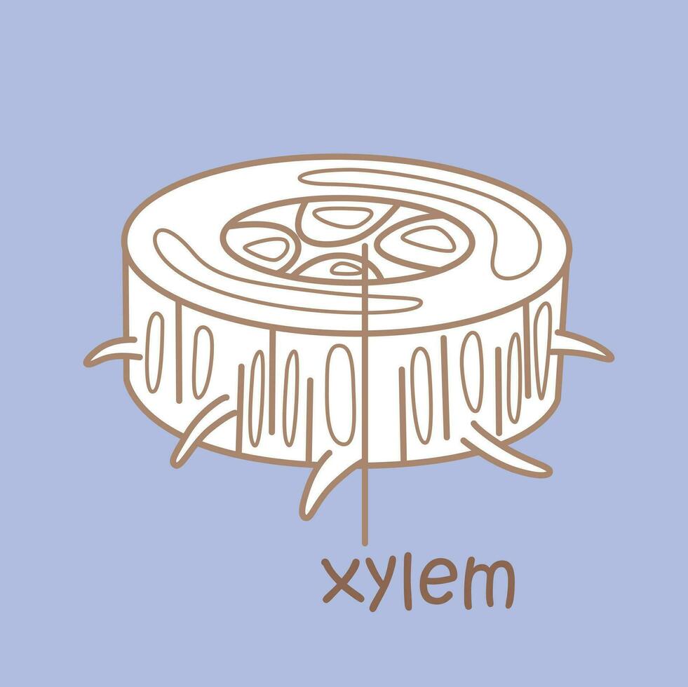 Alphabet X For Xylem Vocabulary School Lesson Reading Cartoon Digital Stamp Outline vector