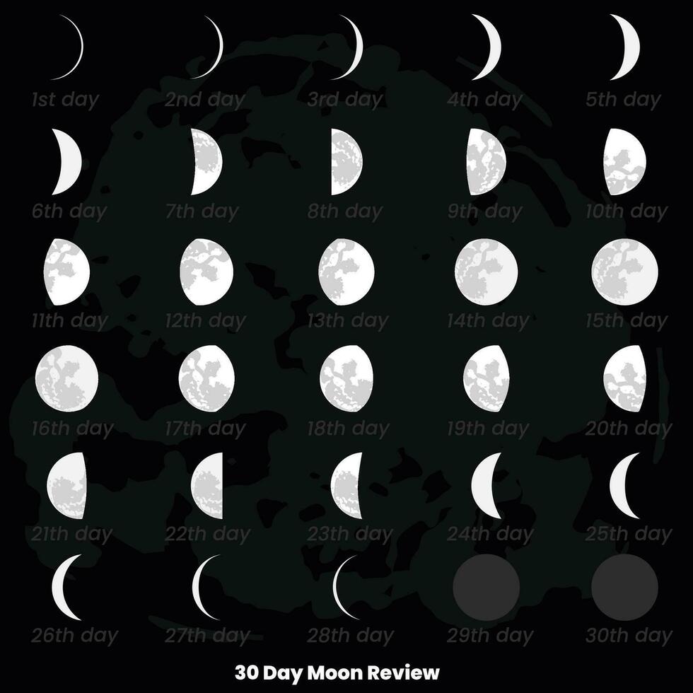 30 day moon phases and moon calendar vector