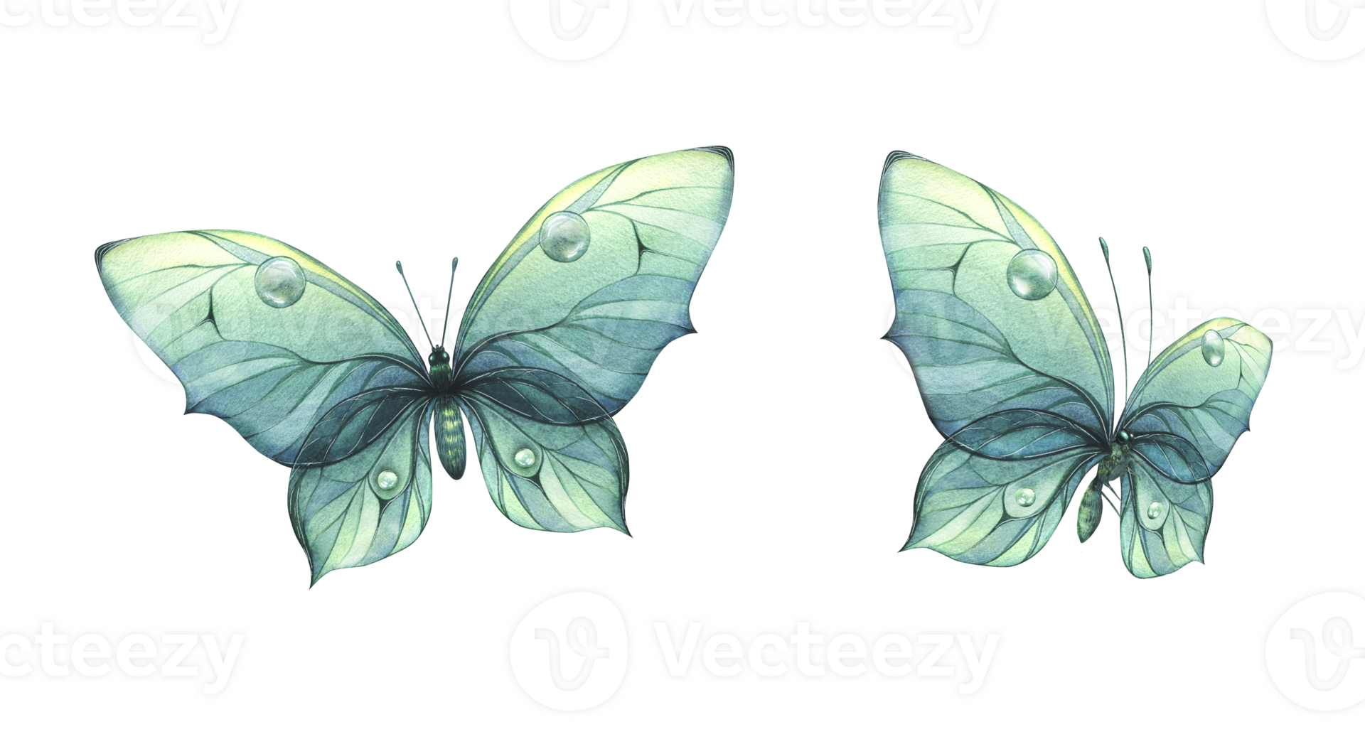 a-blue-turquoise-butterflies-with-a-beautiful-pattern-on-its-wings