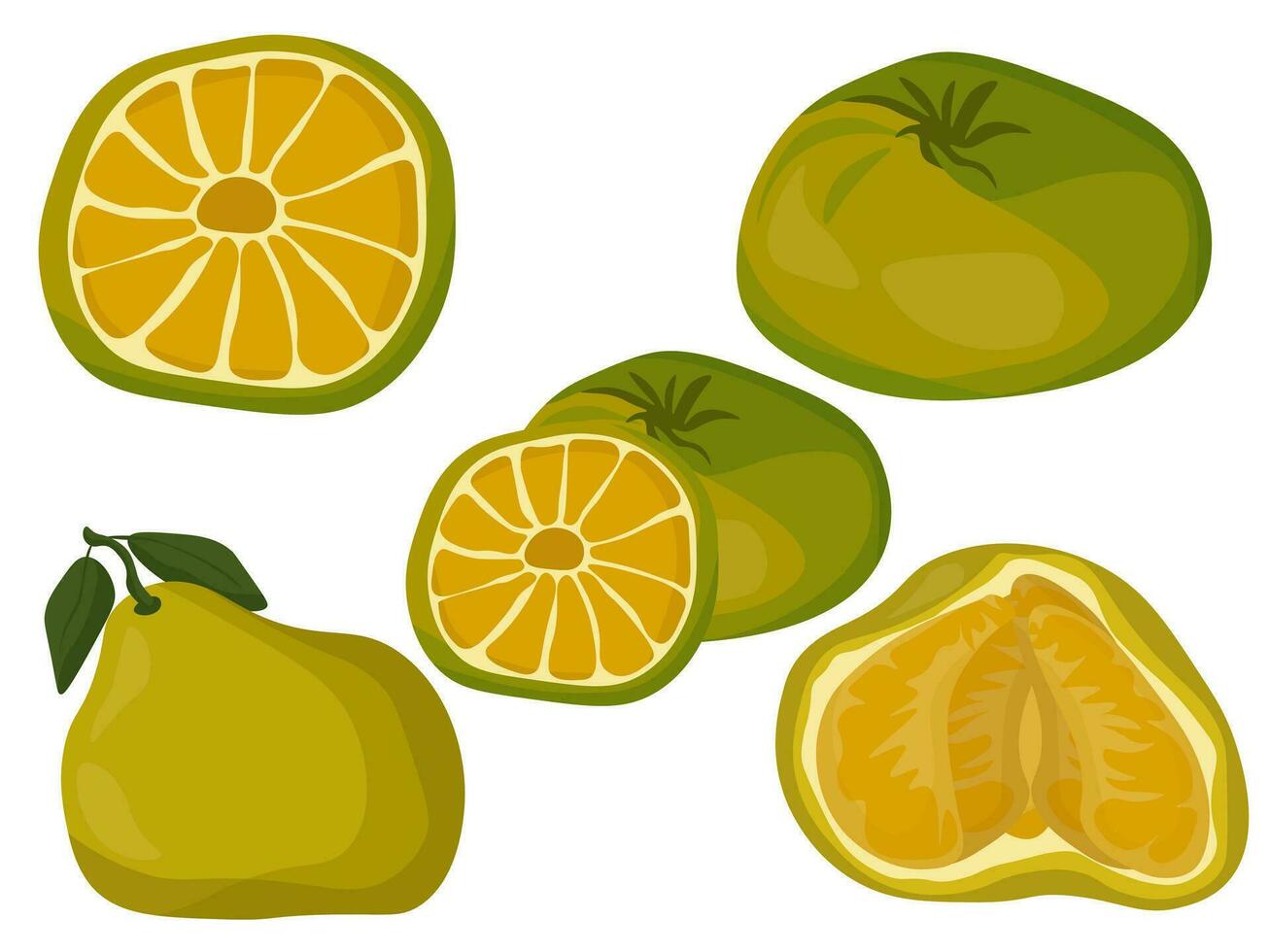 Ugli citrus fruit with yellow-green skin and juicy segments, fruits whole and halves for packaging design, banner or advertising brochure vector