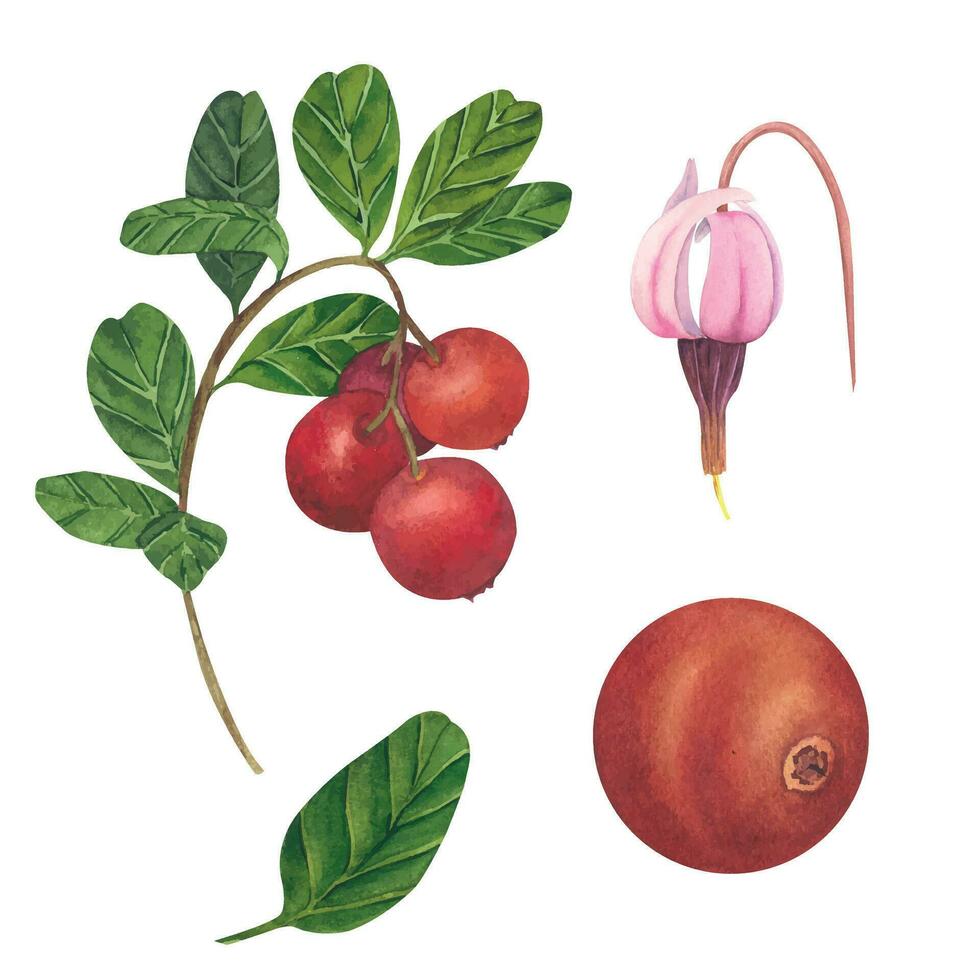 Vector illustration of hand drawn watercolor painting cranberry on white background. Isolated elements of berries, leaves and flowers for menu design, dishes, postcards, packaging.