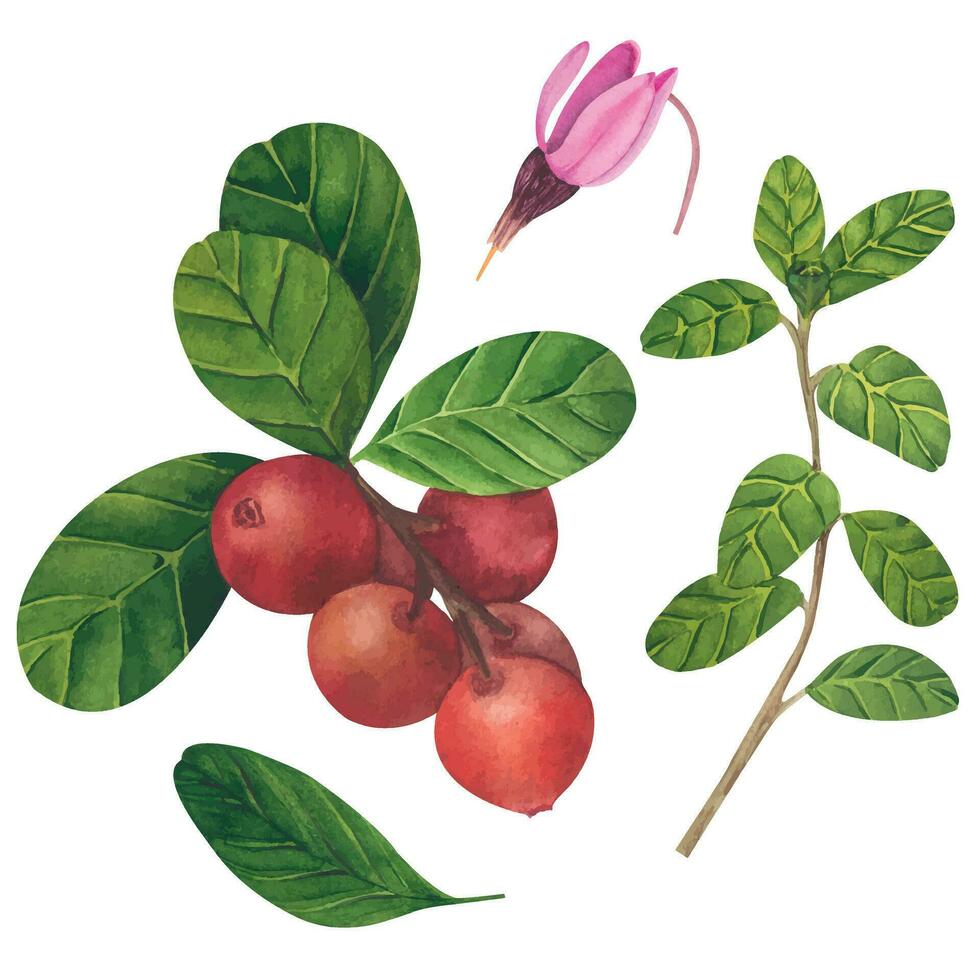 Vector illustration of hand drawn watercolor painting cranberry on white background. Isolated elements of berries, leaves and flowers for menu design, dishes, postcards, packaging.